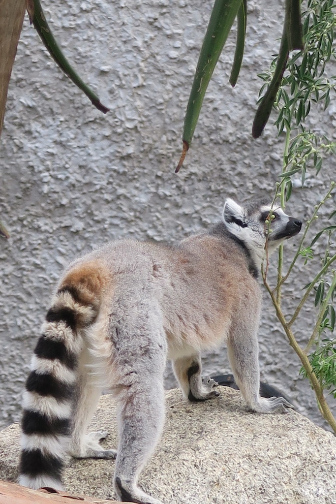 Melbourne Zoo Lemur • Eat Play Love Travel