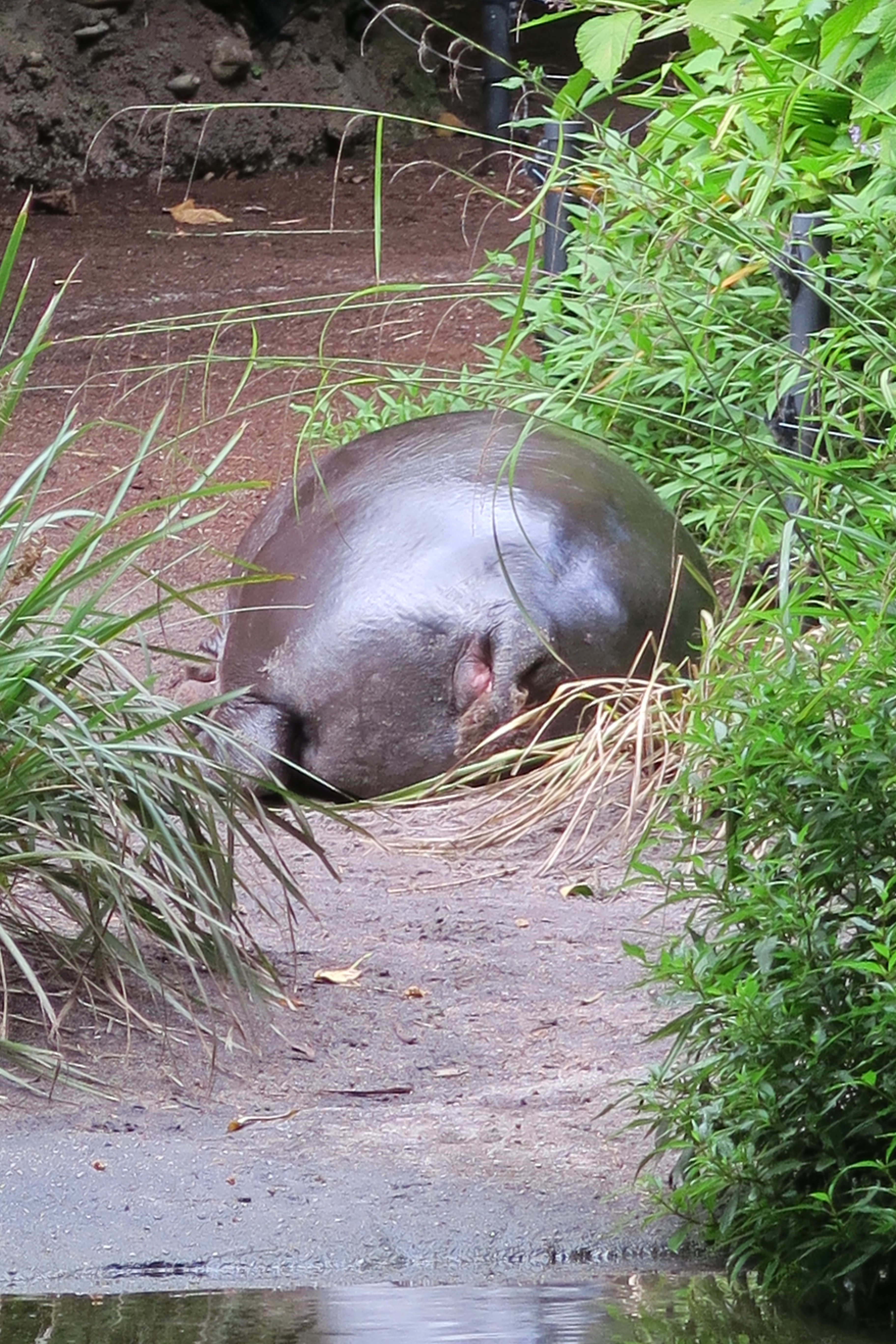 A day out at Melbourne Zoo • Eat Play Love Travel