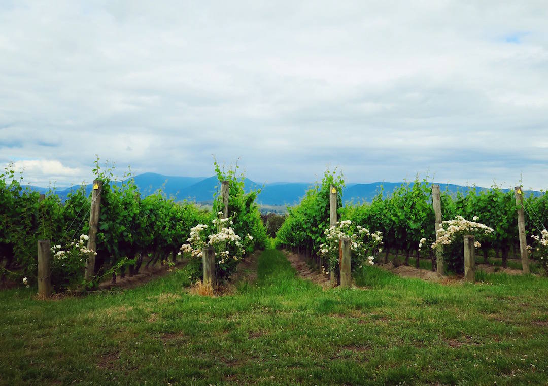 Yarra Valley wine tour, Vineyards, Domaine Chandon, Yarra Valley