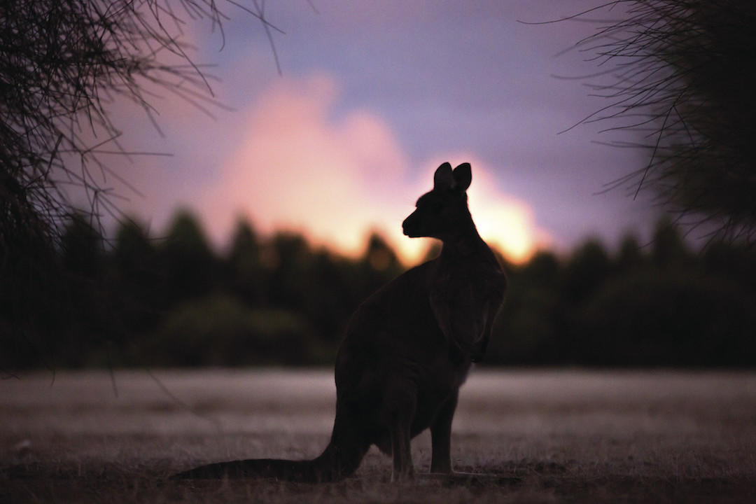 Kangaroo, Hanson Bay Nocturnal Tour, Kangaroo Island