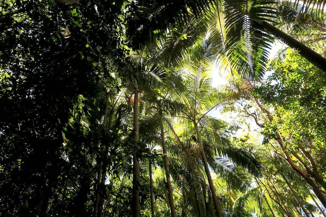 things to do in Noosa, Noosa palm trees, Queensland