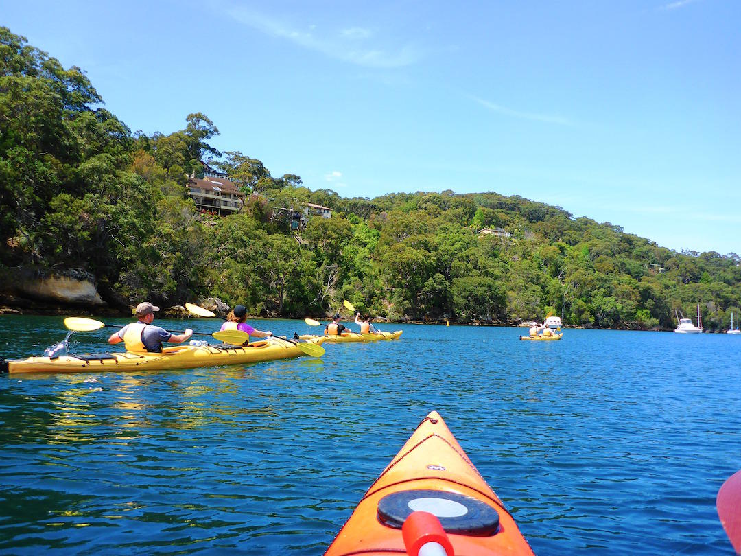 Sydney Harbour Kayaks Middle Harbour Eco Tour