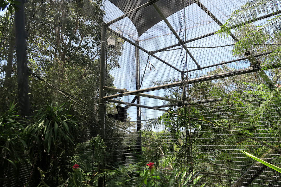gorillas-and-monkey-taronga-zoo-sydney-australia