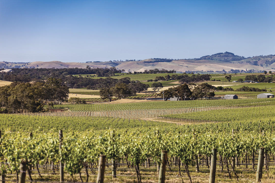 Seppeltsfield vineyards, Barossa, South Australia