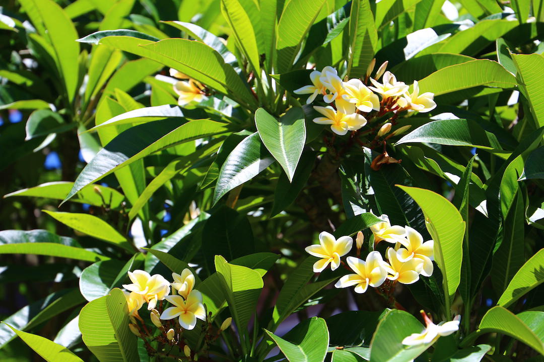 Moving to Sydney, frangipanis, nature, Sydney