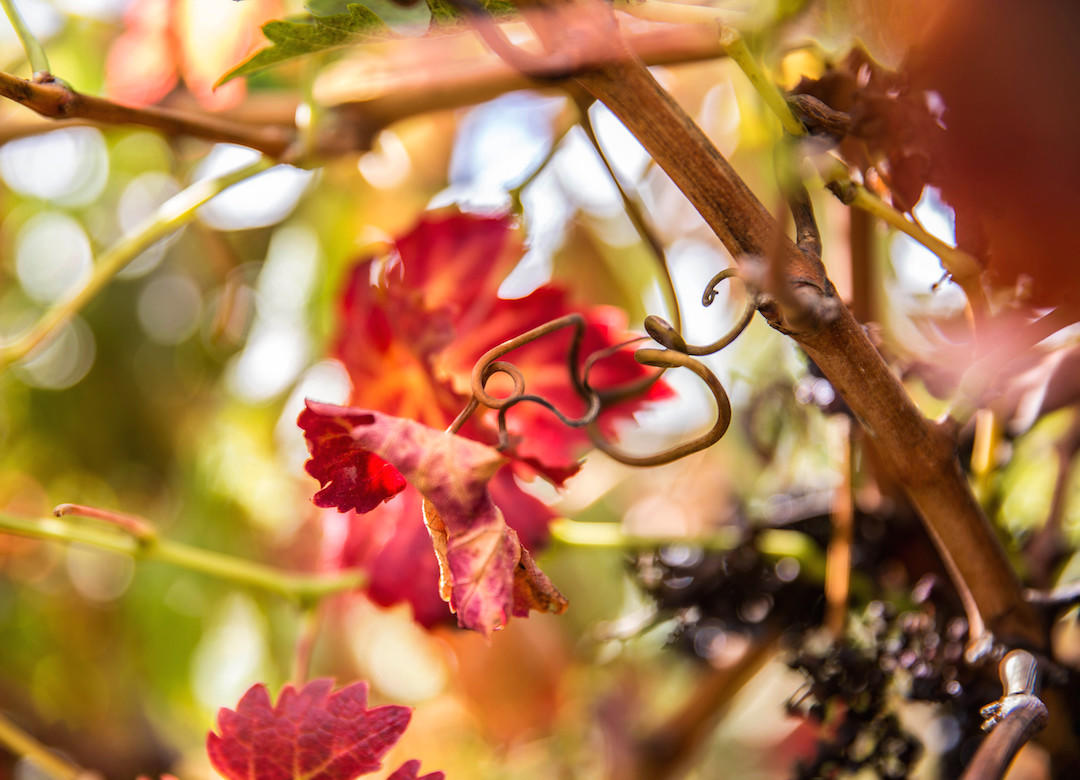 Autumn, Vineyards, Bird in Hand Winery, Adelaide Hills