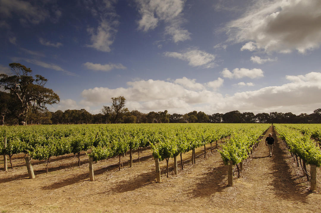 Langhorne Creek Vineyards, South Australia
