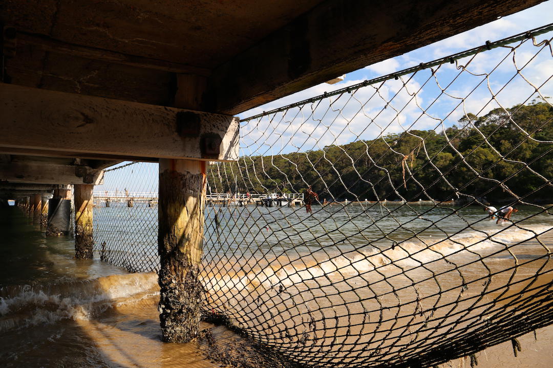 Shark net, Clifton Reserve and Beach, Mosman, Sydney
