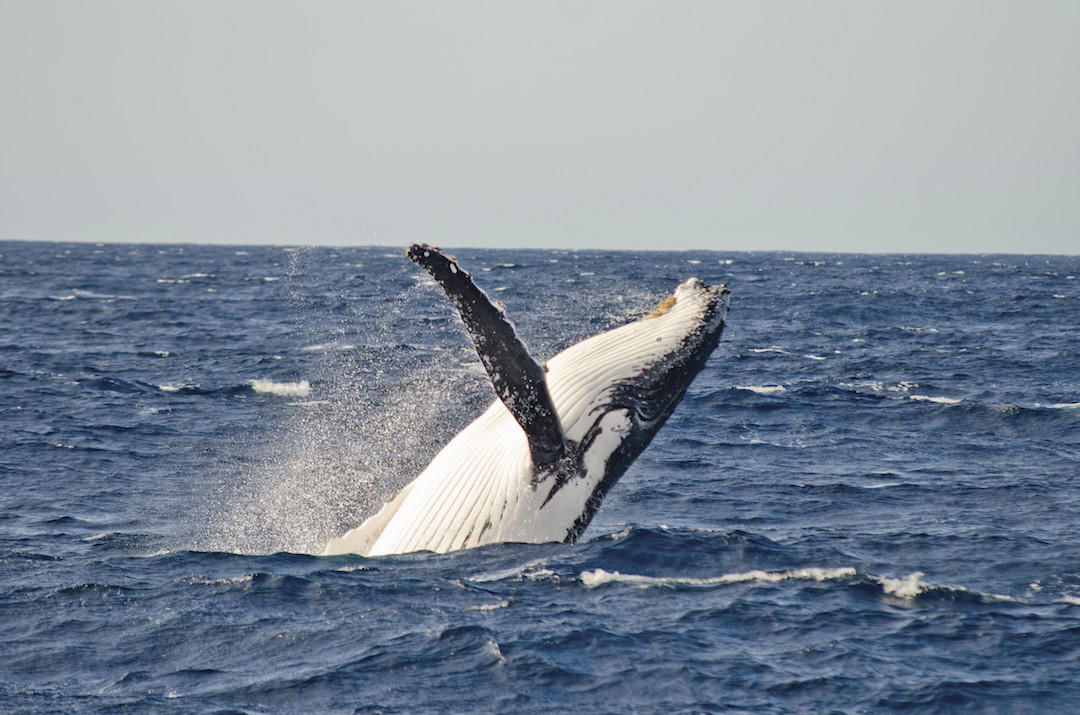 Winter in Sydney, Whale watching, Sydney