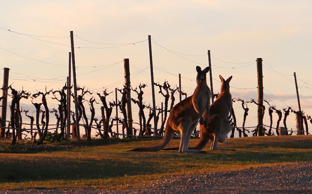 Kangaroos, Hunter Valley