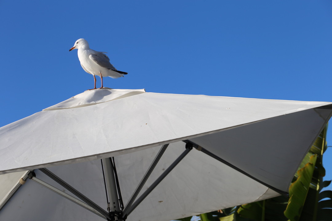 Seagull, The Boathouse Balmoral Beach, Sydney