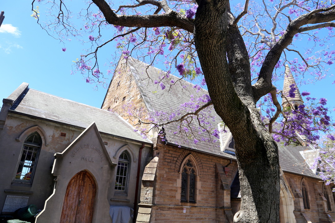 Jacaranda trees, St Andrews Church, Balmain, Sydney 2