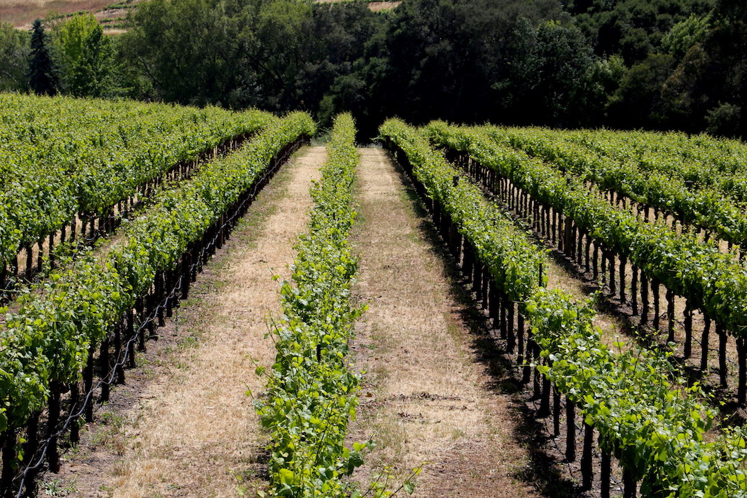 Vineyards, Kieu Hoang Winery, Napa Valley, San Francisco, United States of America
