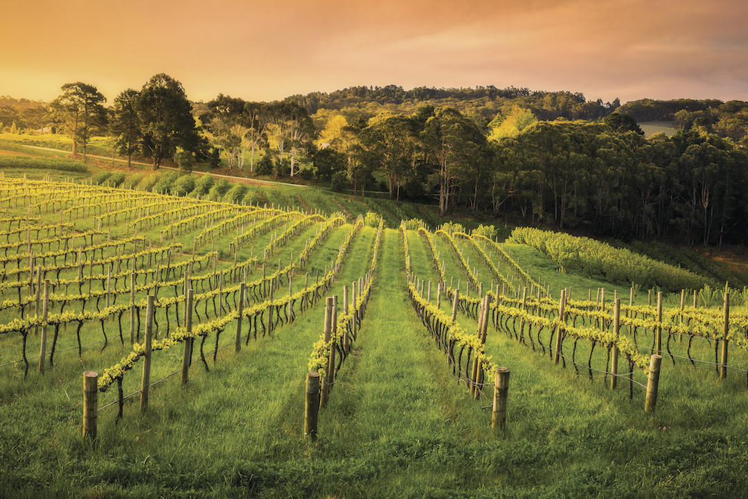 Wineries, Adelaide Hills, South Australia