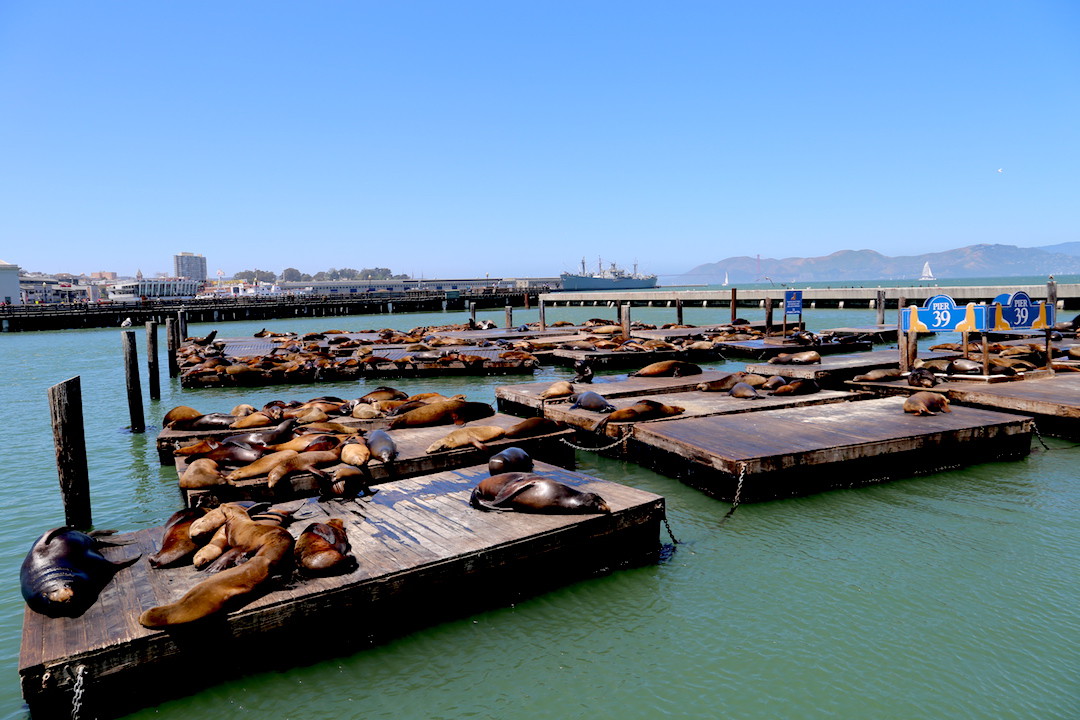Seals at Pier 39, Fishermans Wharf, San Francisco, USA