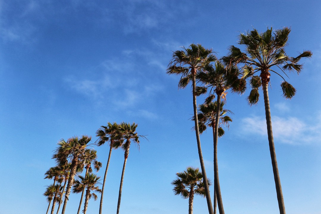 Palm trees, Los Angeles, California, USA