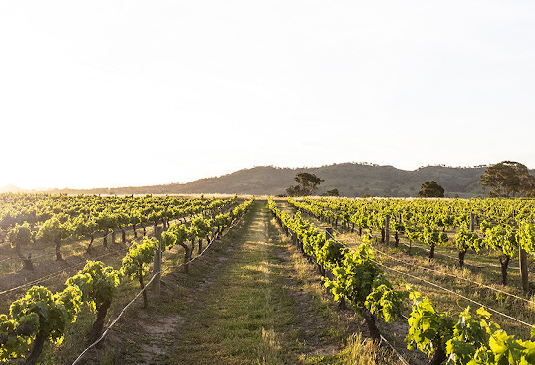 Burnbrae Wines, Mudgee, New South Wales