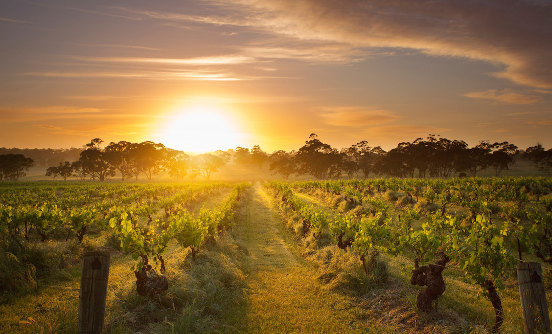 Henschke - Mount Edelstone Vineyard, Barossa wine region