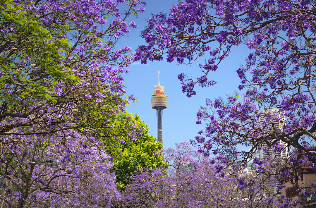 Sydney Tower buffet