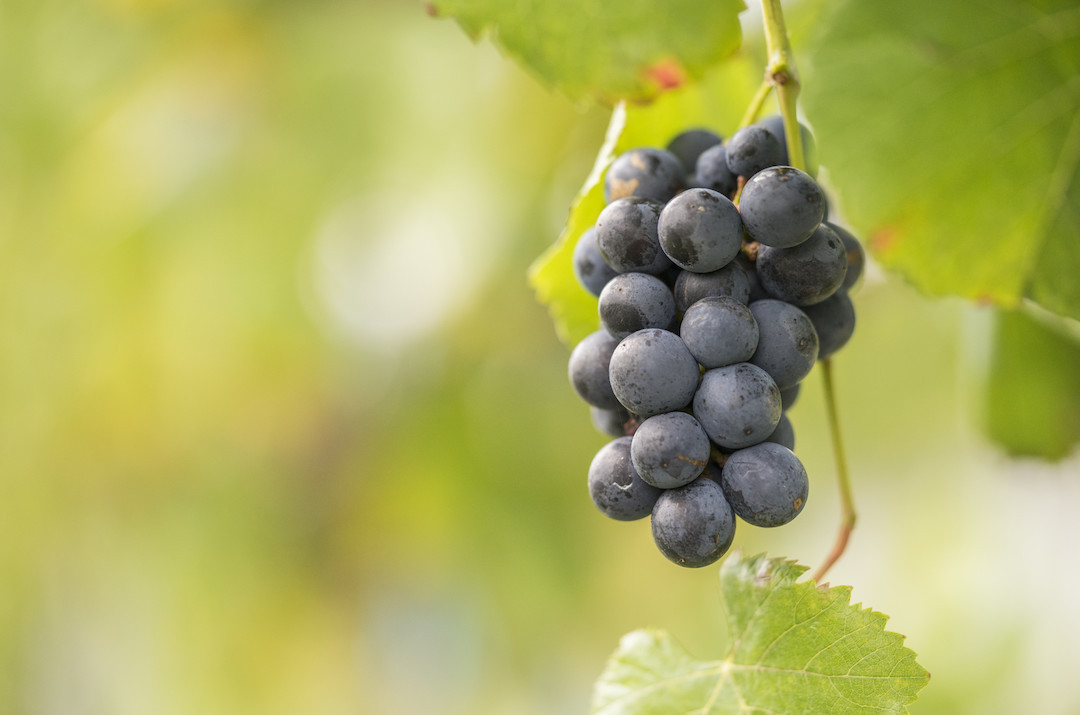 Grapes, Centennial Vineyards, Bowral, Southern Highlands