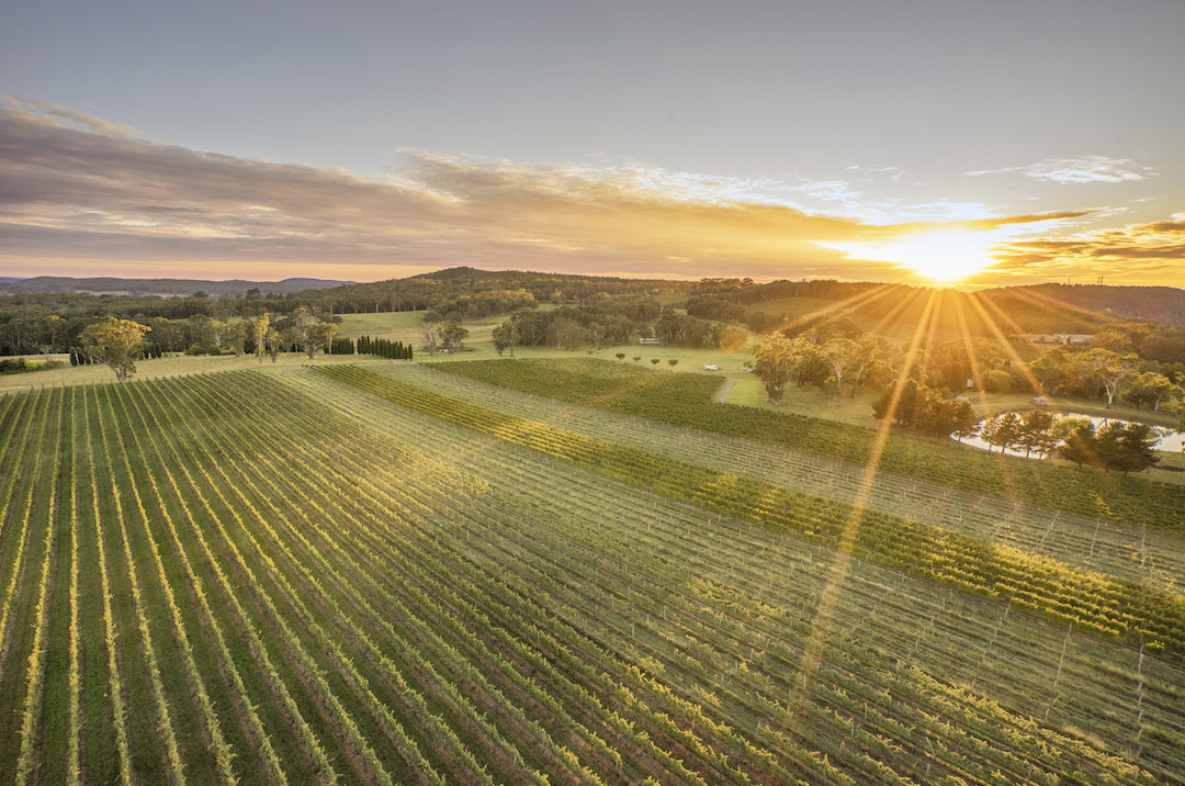 Sunrise, Centennial Vineyards, Bowral, Southern Highlands